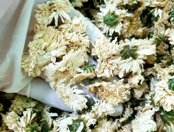 Hoa cúc khô giúp an thần, giảm căng thẳng, lo âu, chống trầm cảm