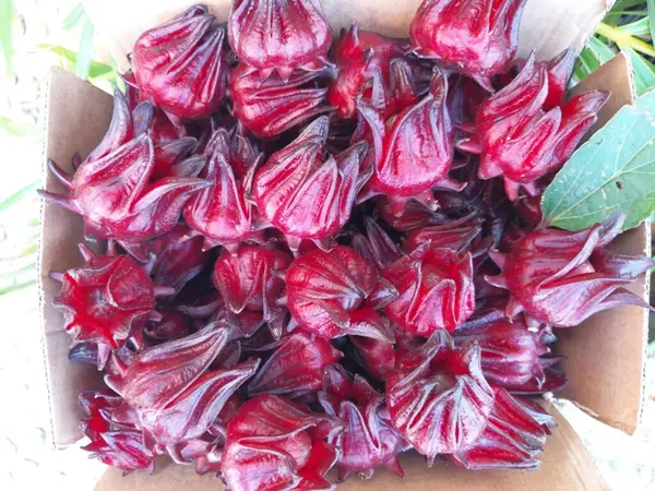 Trà biếu